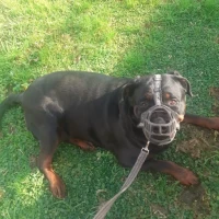 Adopta a Susi