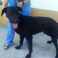 Adopta a Rocky