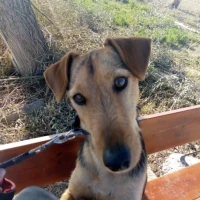 Adopta a Rayo