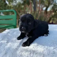 Adopta a Letty