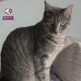 Adopta a Tigresa