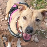 Adopta a Maya