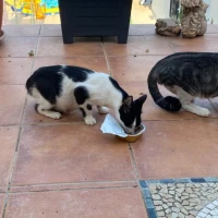 Adopta a Minnie Y Sus Bebés