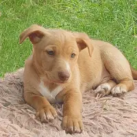 Adopta a Bambi
