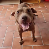 Adopta a Galleta