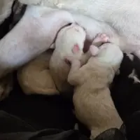 Adopta a Dogo Argentino