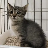 Adopta a Cory