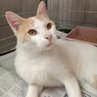Colmillo Blanco