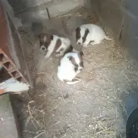 Adopta a Estrella Y Toni