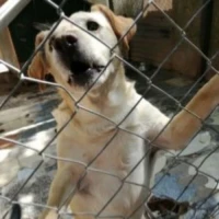 Adopta a Sebastián