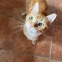Adopta a Gatita