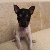 Adopta a Wanda