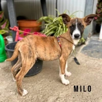 Adopta a Milo