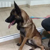 Adopta a Floki