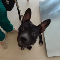 Adopta a Saturnino