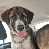 Adopta a Bandolera
