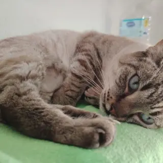 Zafira