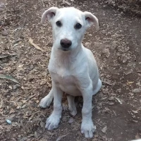 Adopta a Blanco