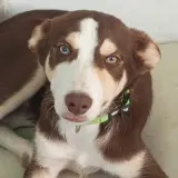 Adopta a Rony