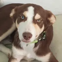 Adopta a Rony