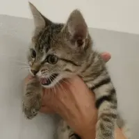 Adopta a Aley