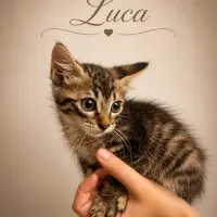 Adopta a Luca