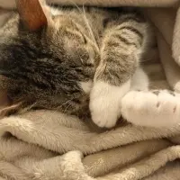 Adopta a Gala