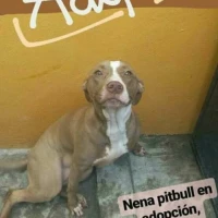 Adopta a Doncella