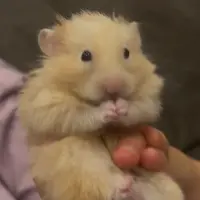 Adopta a Bolita