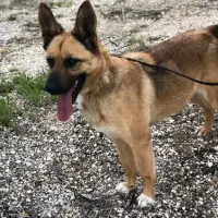 Adopta a Lenon