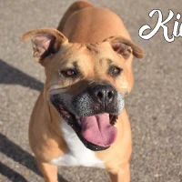 Adopta a Kiara