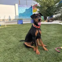 Adopta a Horus