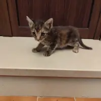Adopta a Bella