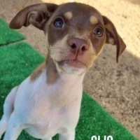 Adopta a Clío