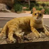Adopta a Ruby