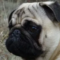 Adopta a Neo