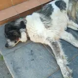 Adopta a Satur