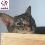 Adopta a Mery