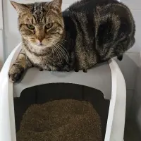 Adopta a Morni