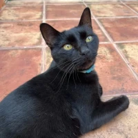 Adopta a Martin