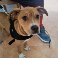 Adopta a Joana