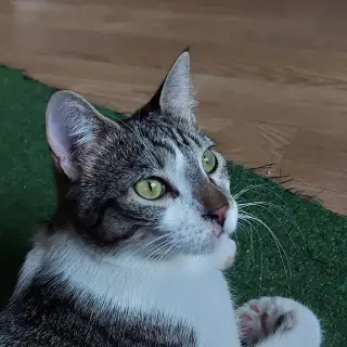 Alfred