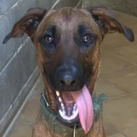 Adopta a Killy