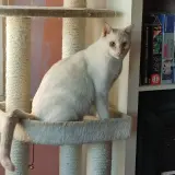 Adopta a Oli