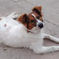 Adopta a Tango