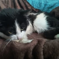 Adopta a Jessie