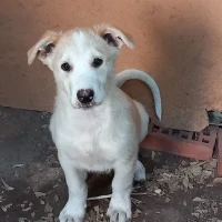 Adopta a Uno
