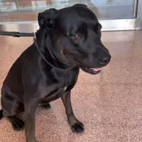 Adopta a Linda Labrador