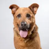 Adopta a Ulises