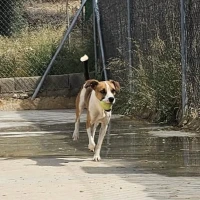 Adopta a Tolin - Perrito Sociable, Tlf 645978718